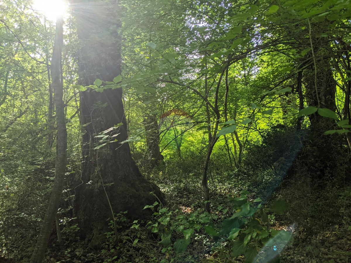 ROVINJSKO SELO