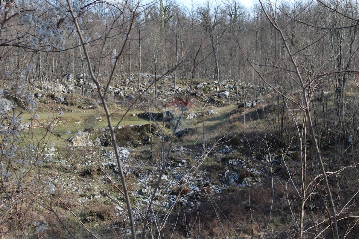 MUČIĆI