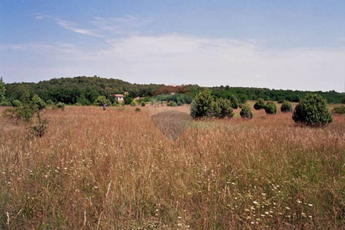 ŠORIĆI