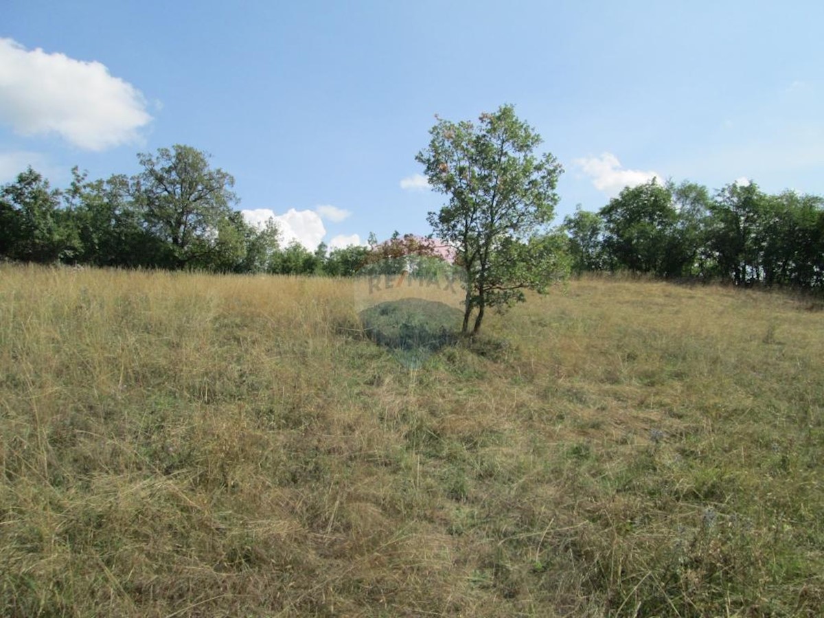 MARČELJI
