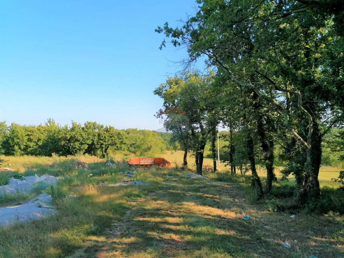 KRINGA
