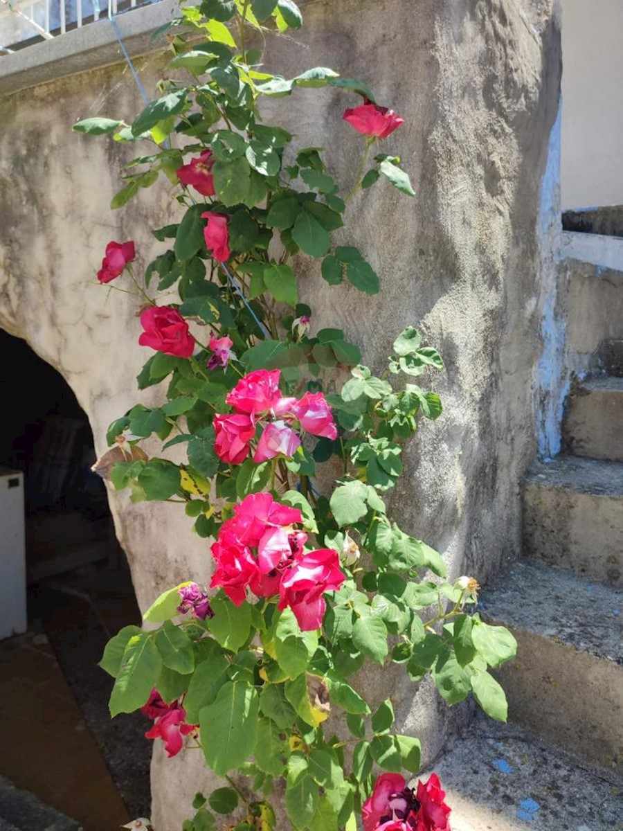 DRAGA BAŠĆANSKA