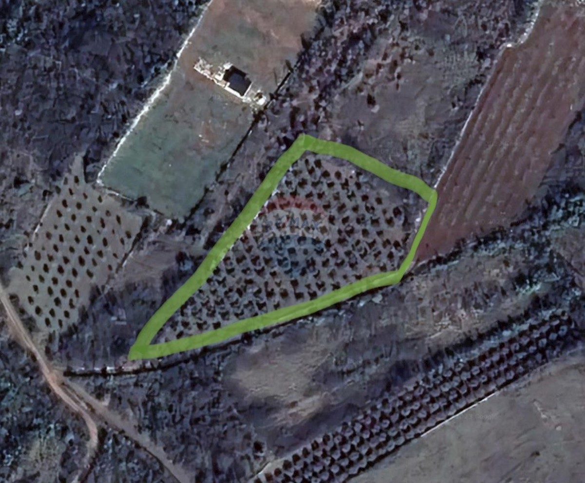 GALIŽANA