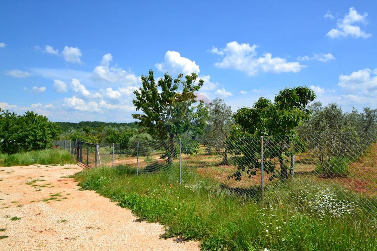 BUŽINIJA