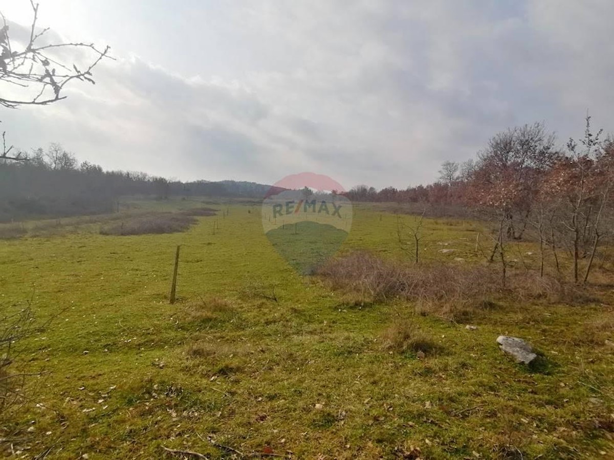 DRAČEVAC