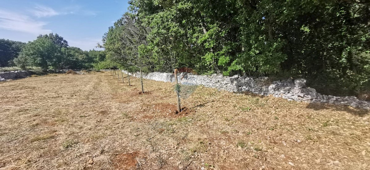 SVETI PETAR U ŠUMI