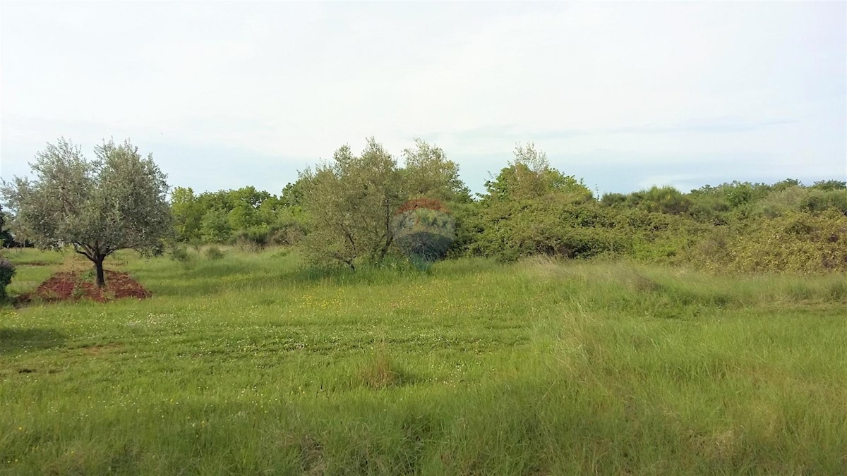 LOVREČICA