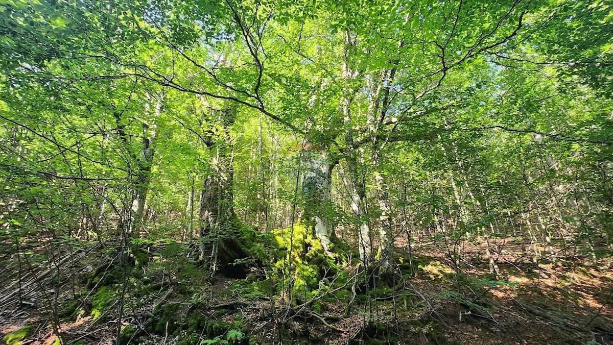 MRKOPALJ