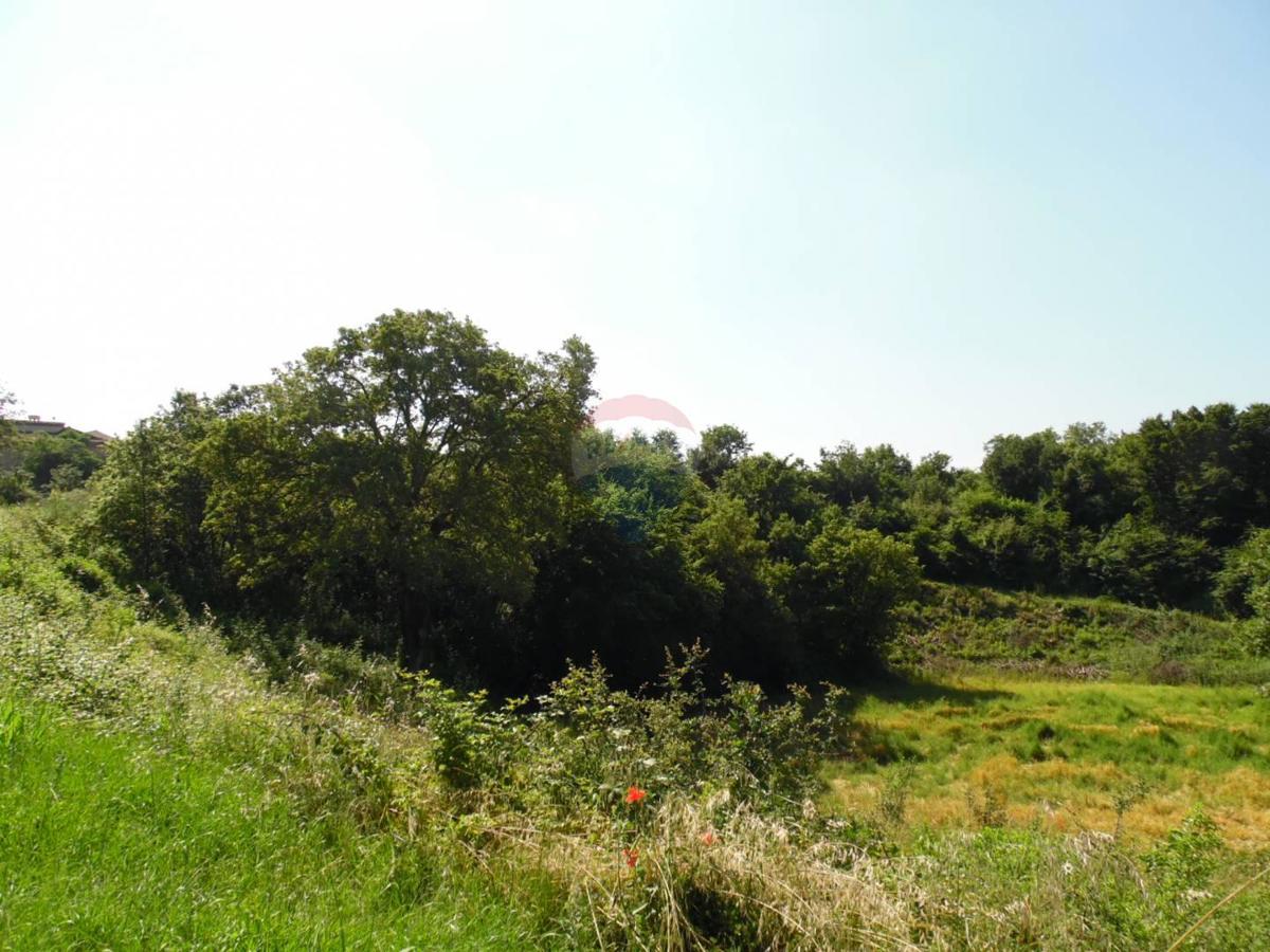 MARIĆI