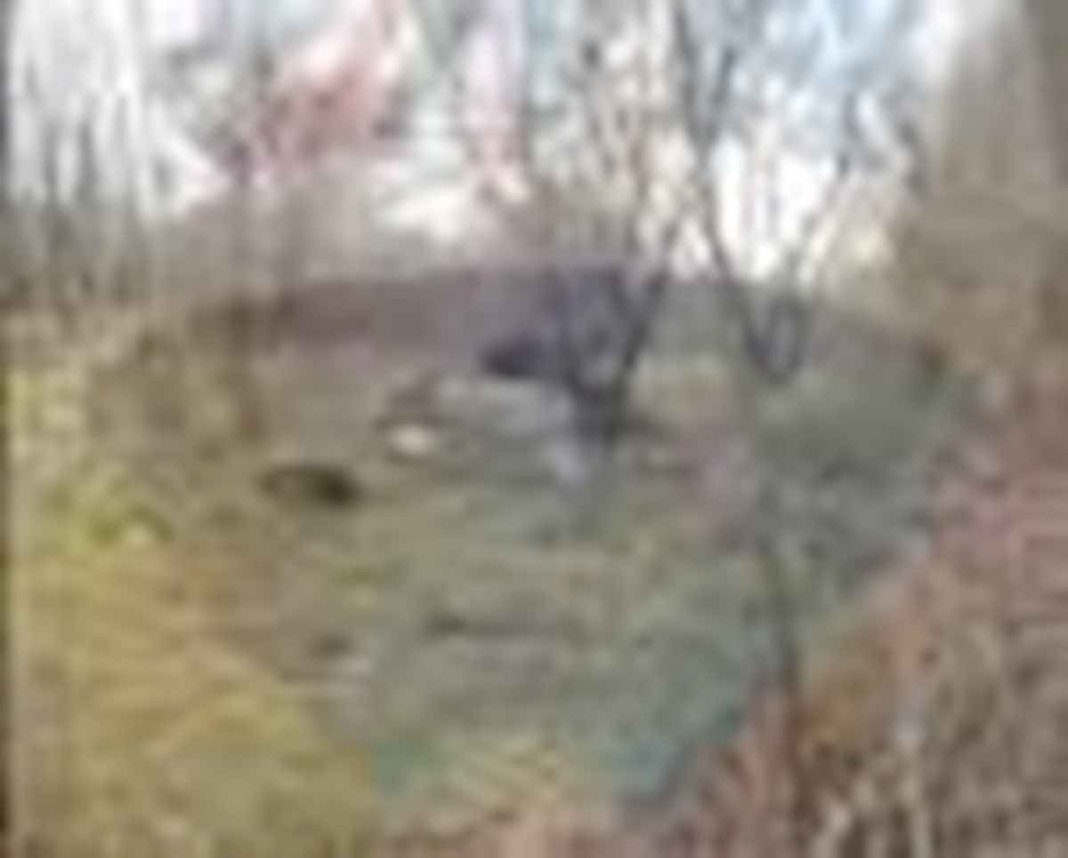 BOGOVIĆI