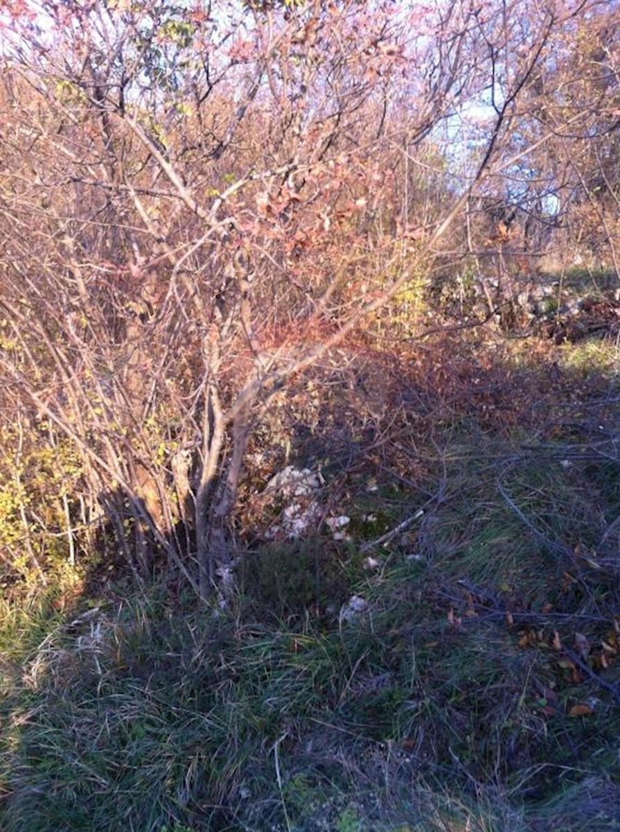 CERNIK