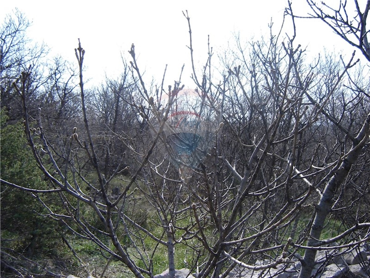 KRALJEVICA