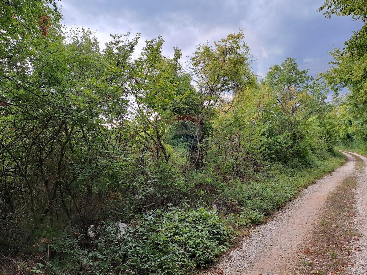 KORENIĆI