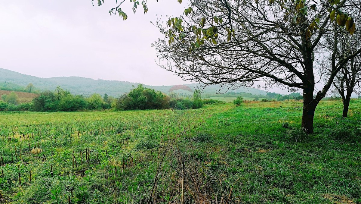 POTHUM PLAŠČANSKI