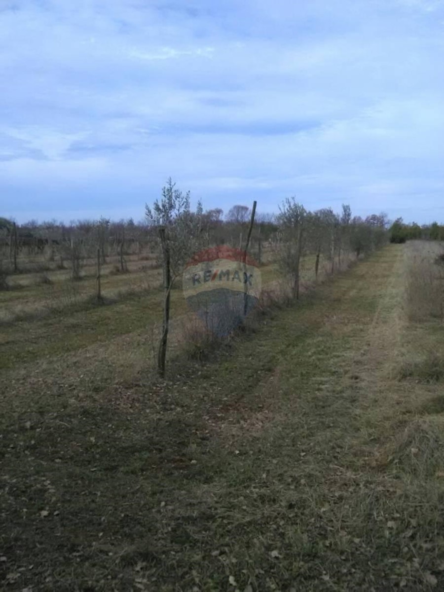 JURŠIĆI