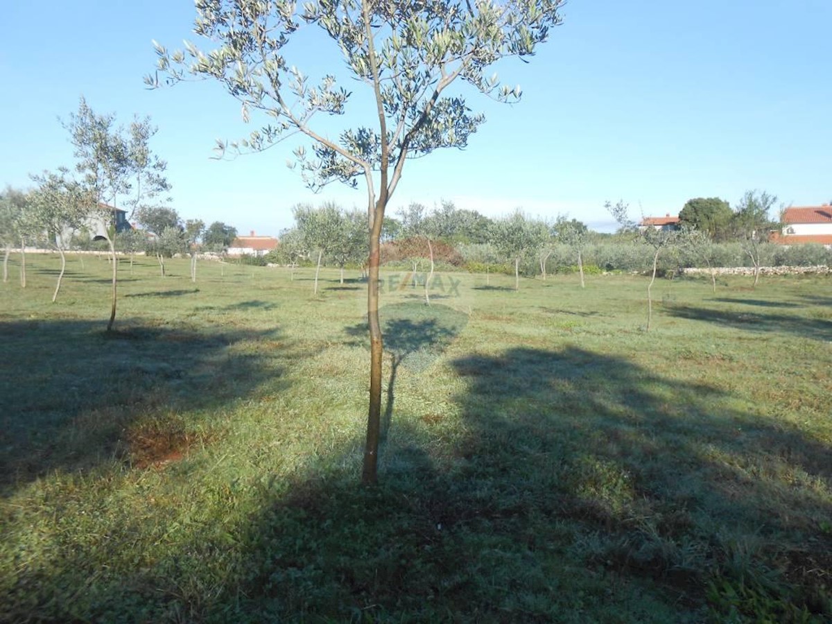 GALIŽANA