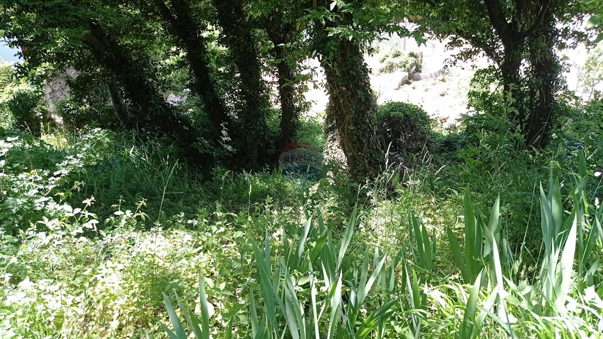 GRIŽANE
