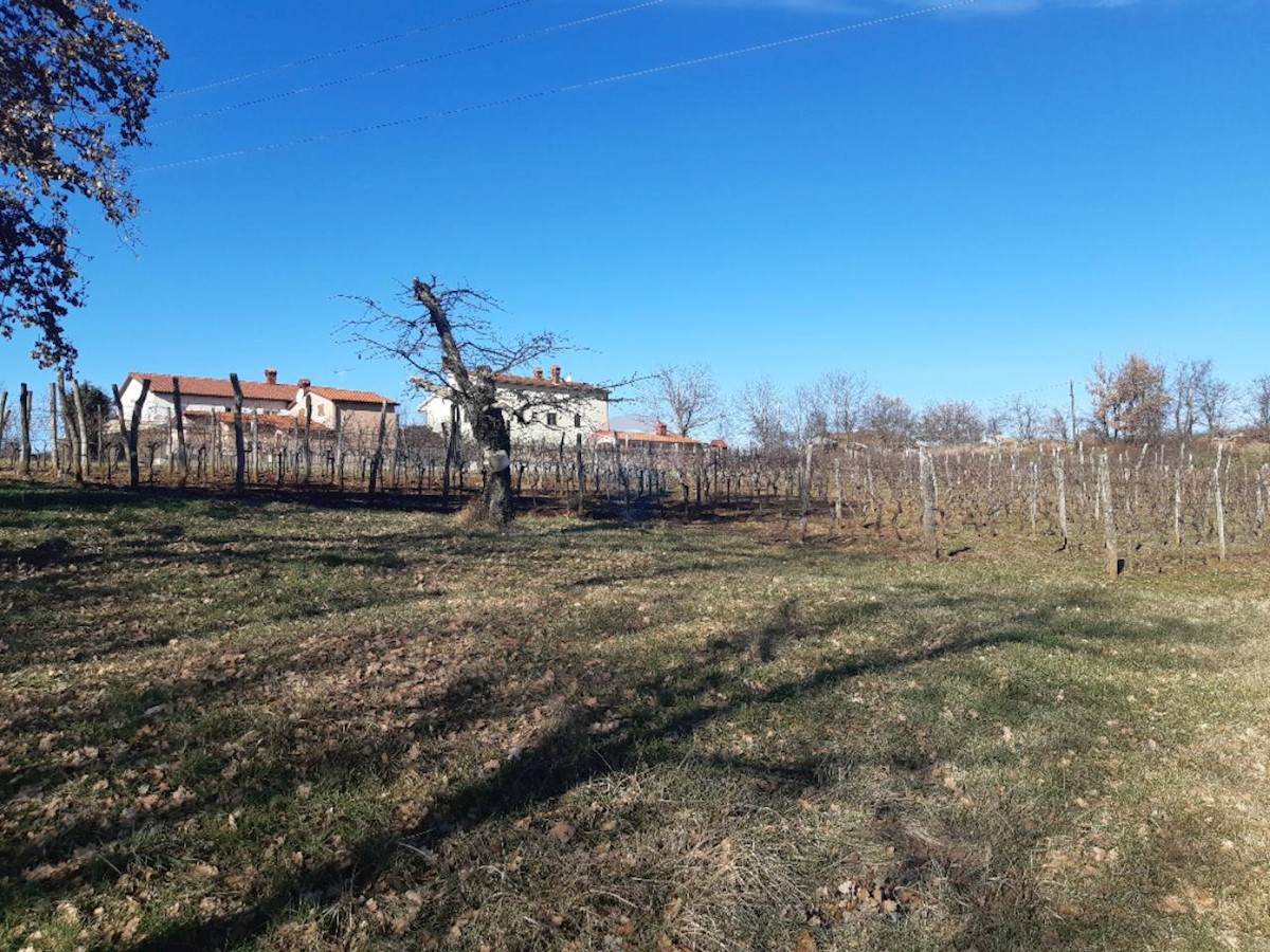 NOVAKI MOTOVUNSKI