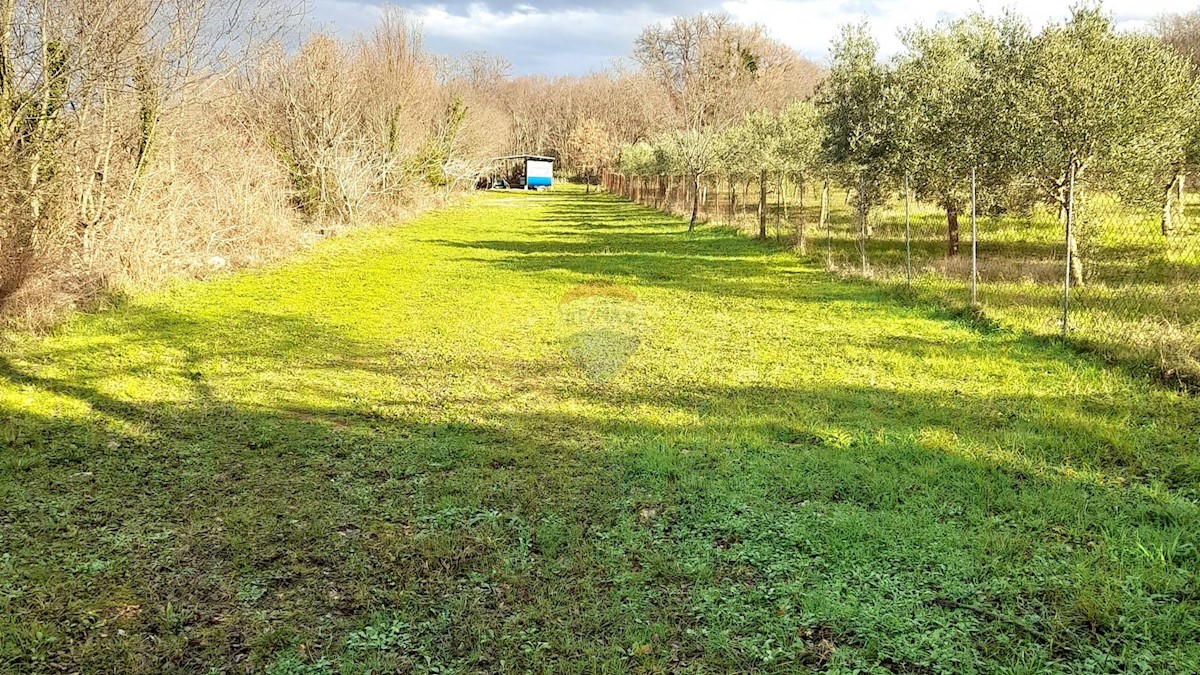 LINARDIĆI