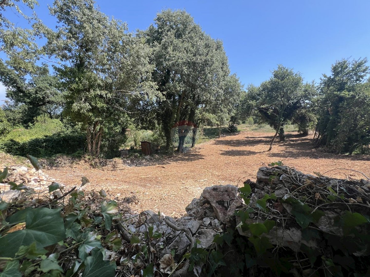 PINEZIĆI