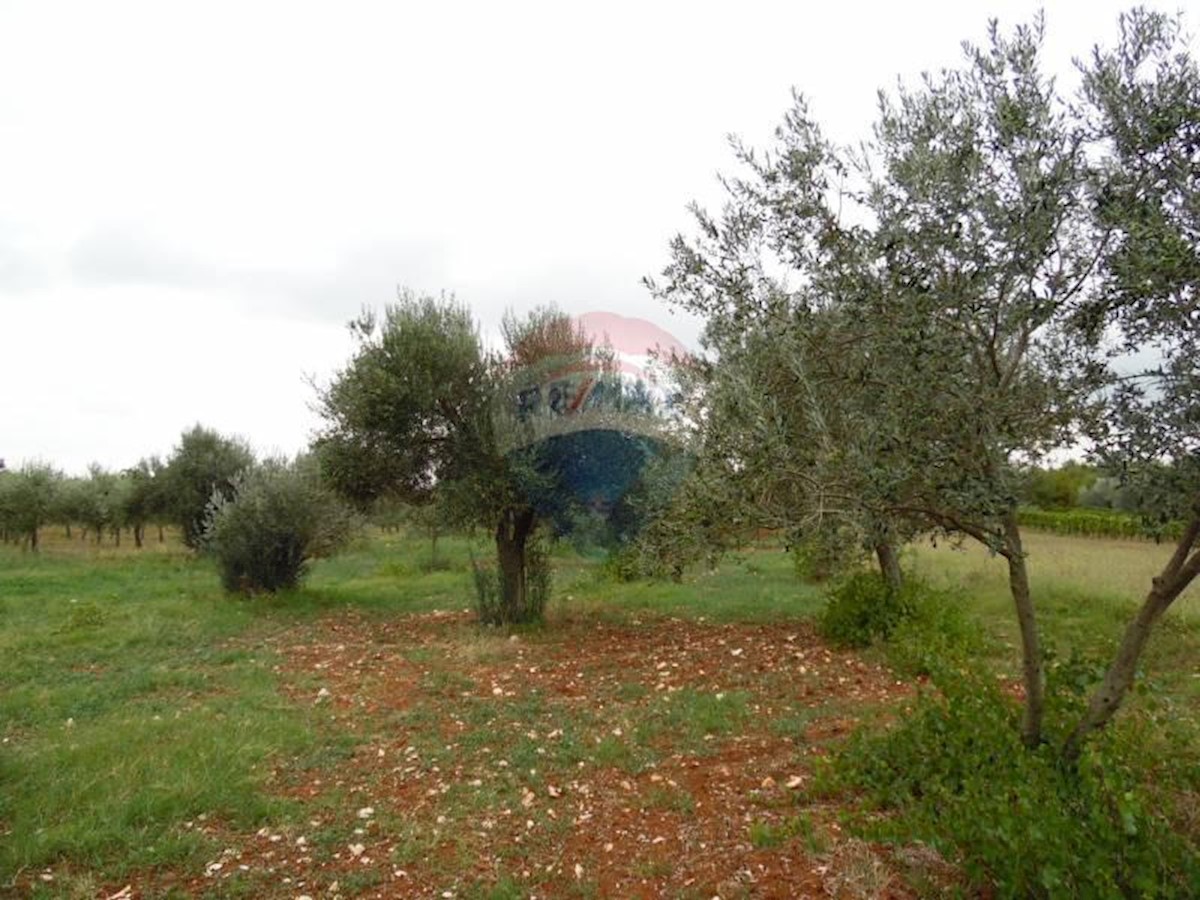 FAŽANA