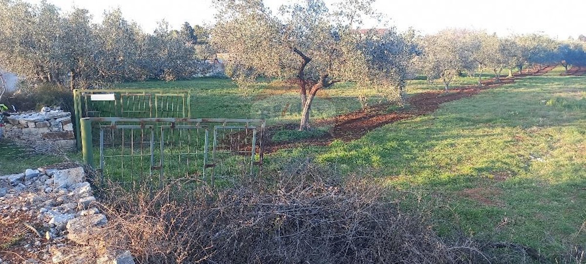 FAŽANA