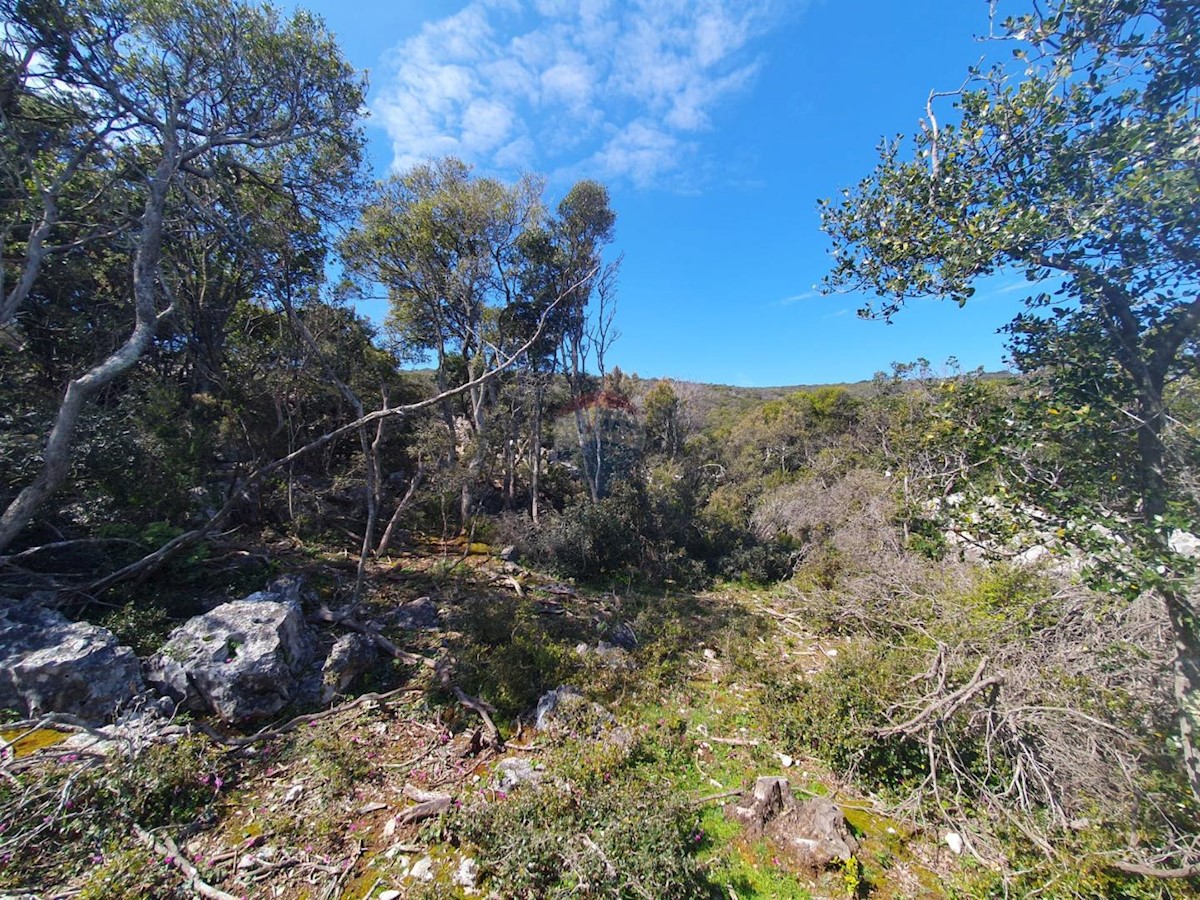 VELI LOŠINJ