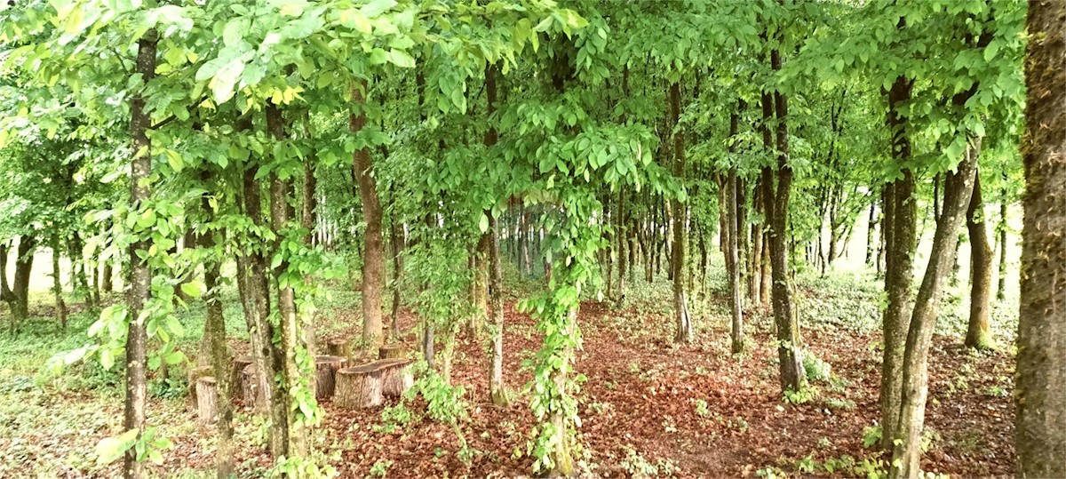 GORNJI STUPNIK