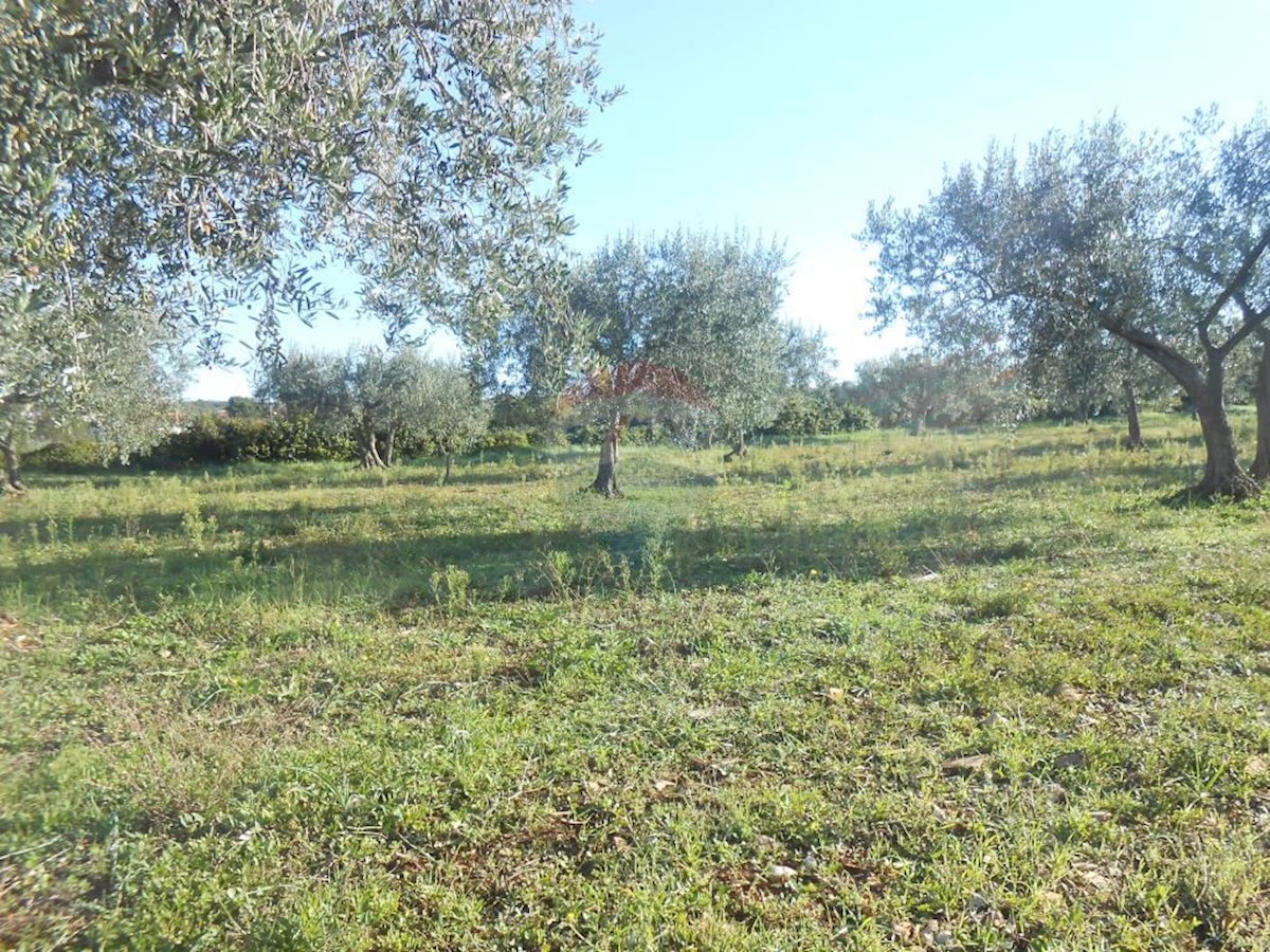 GALIŽANA