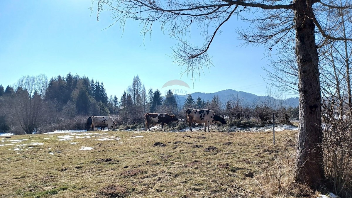 JASENAK