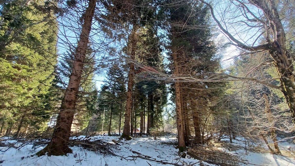 JASENAK