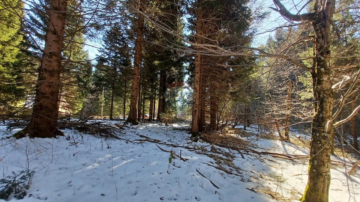 JASENAK