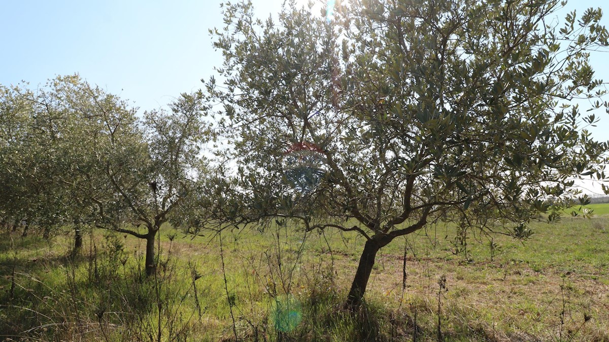 KAŠTELIR