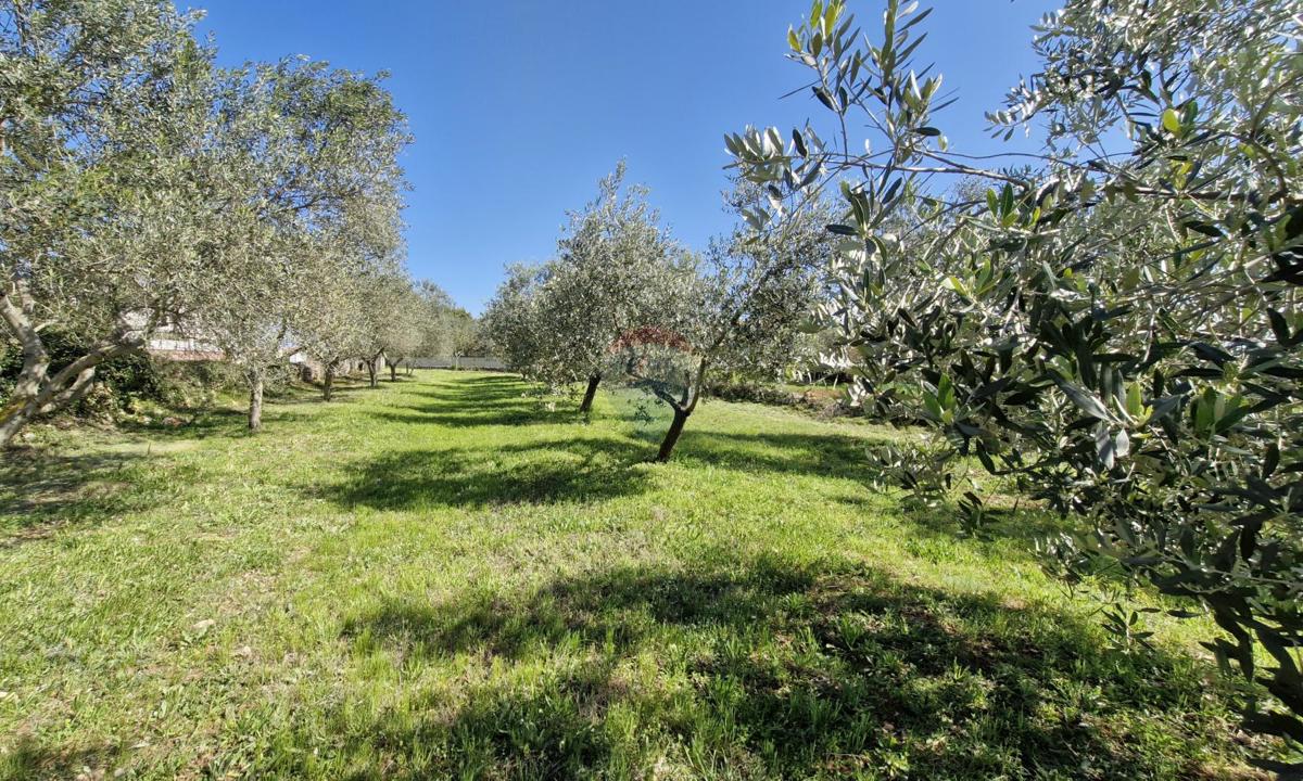 PERUŠKI