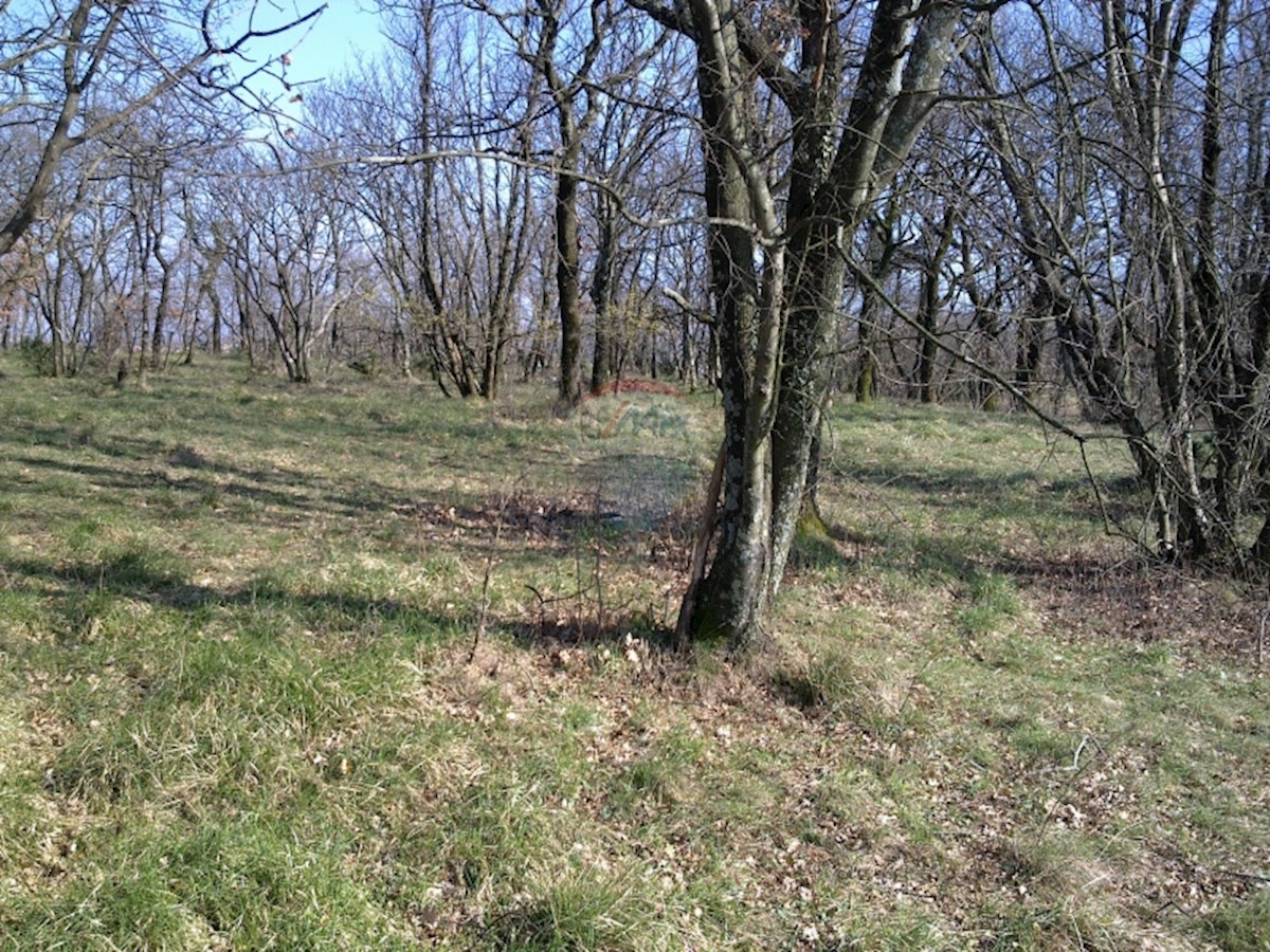 MAVRINCI