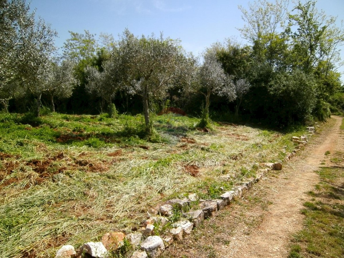 FAŽANA