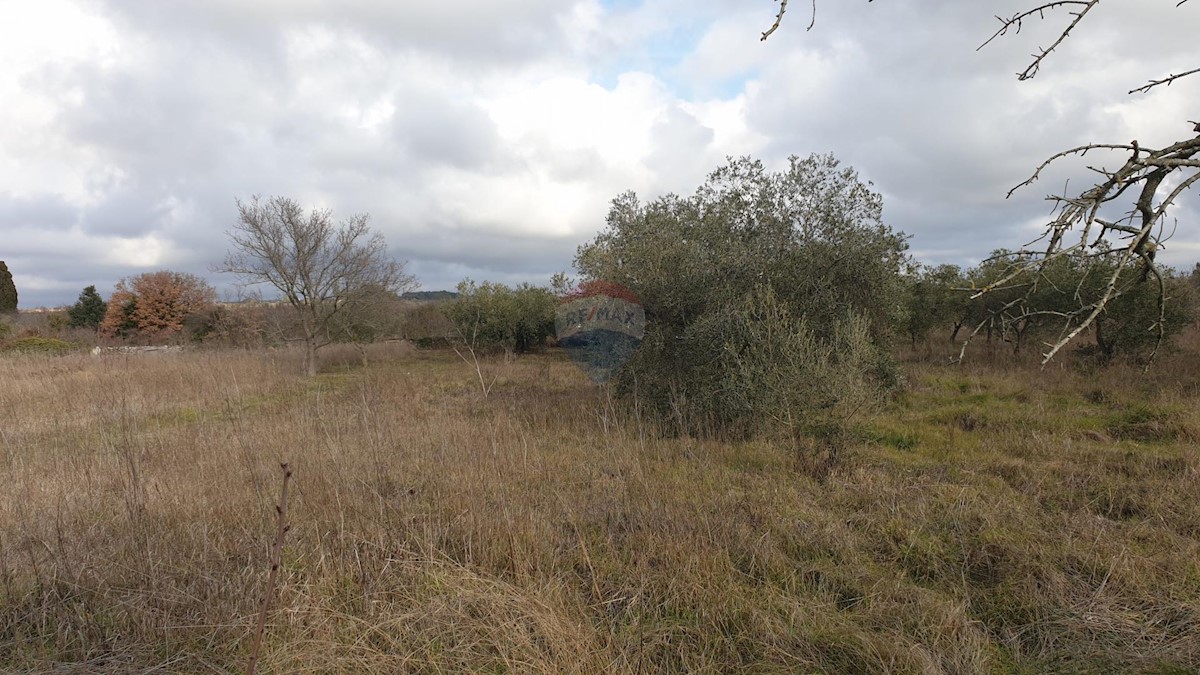 FAŽANA