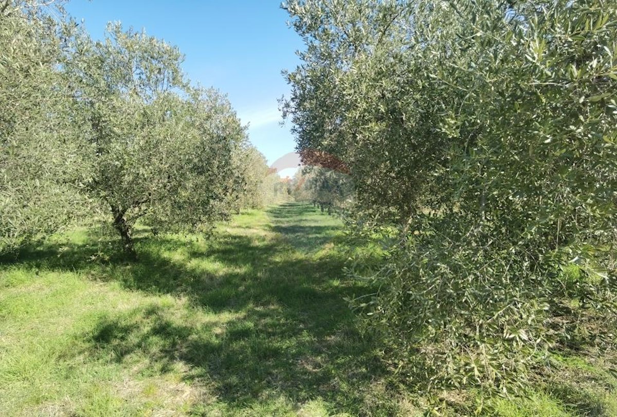 GALIŽANA