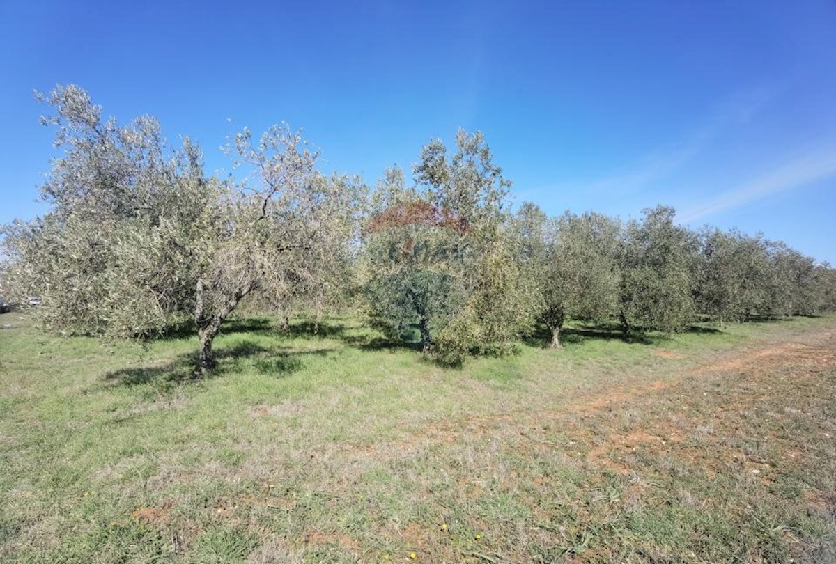 GALIŽANA