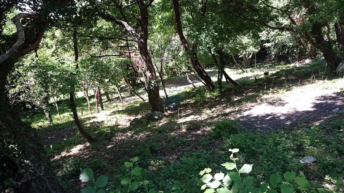 GRIŽANE