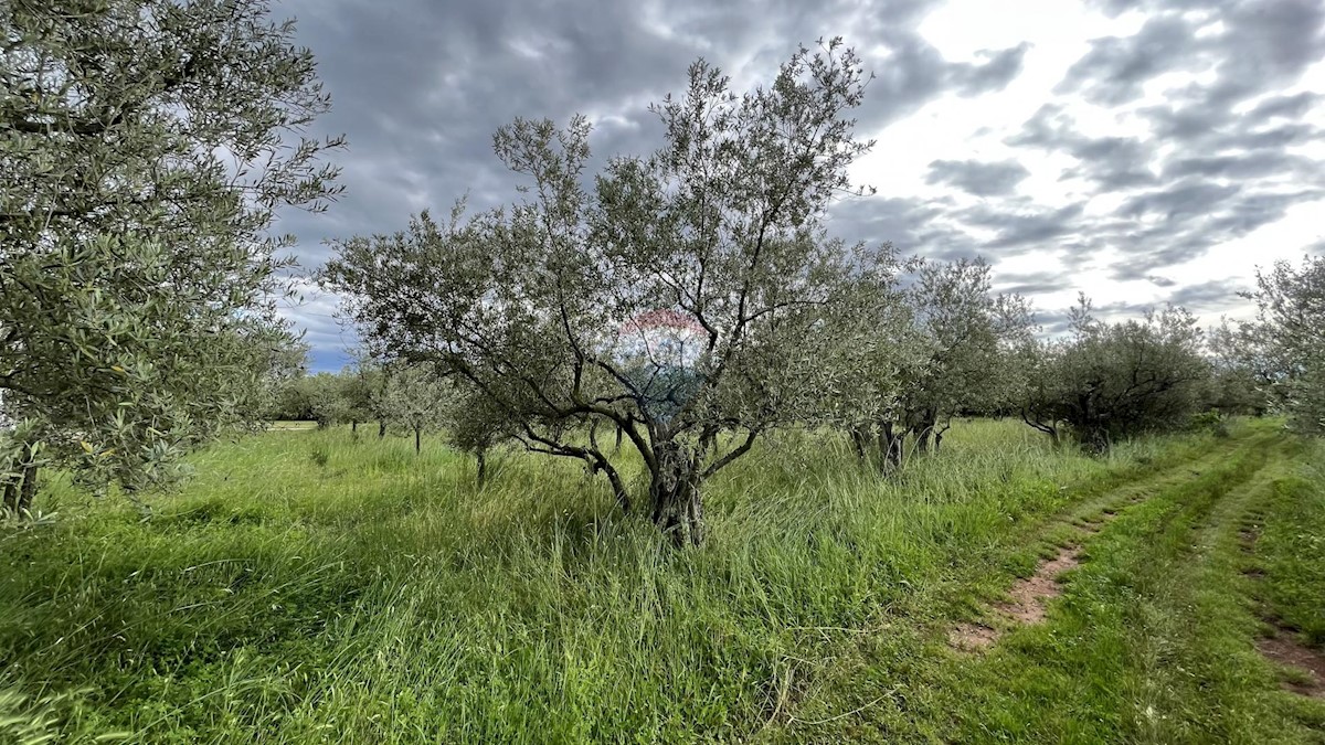 VABRIGA