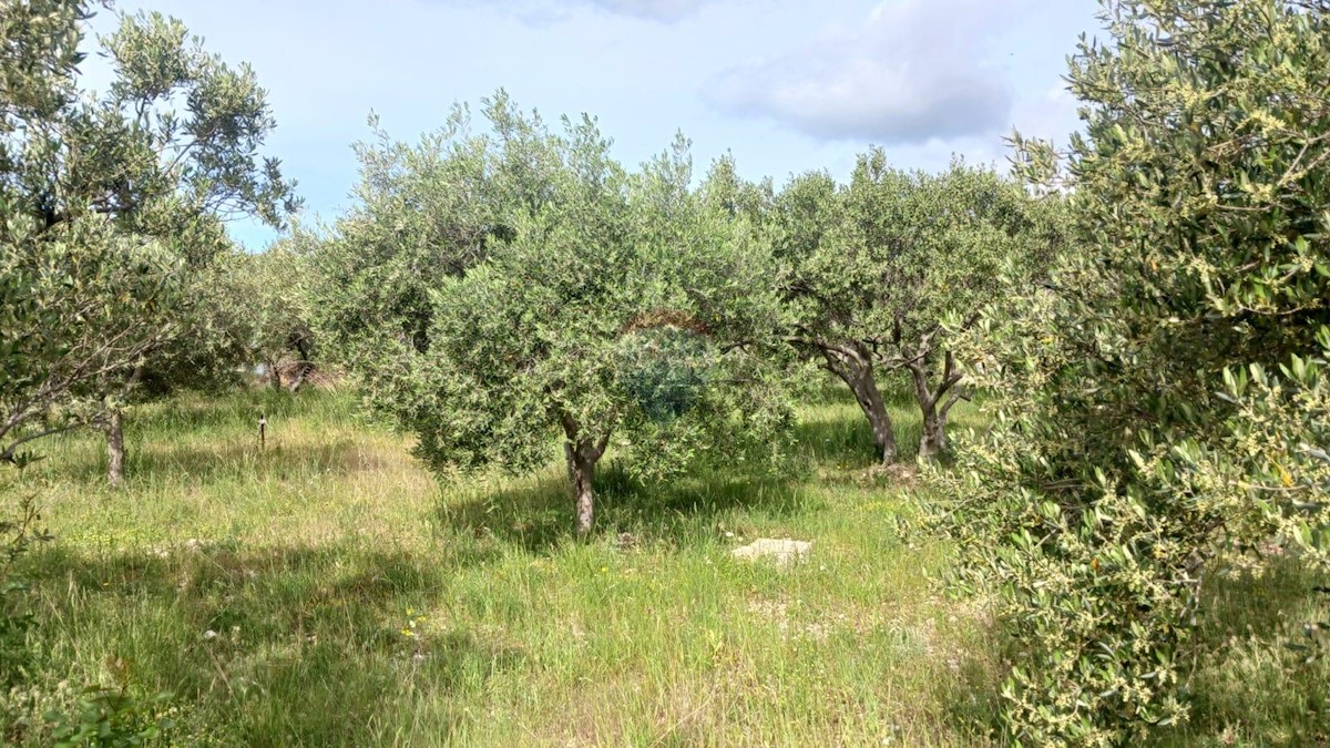 TISNO