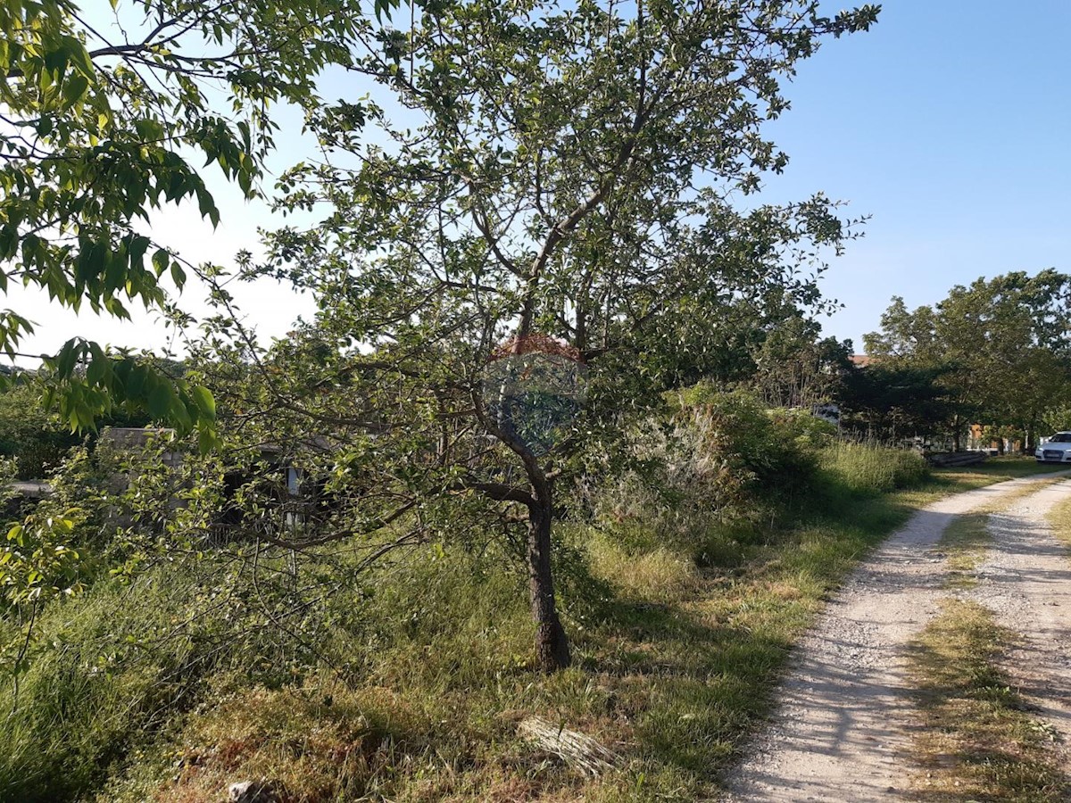 SVETI PETAR U ŠUMI
