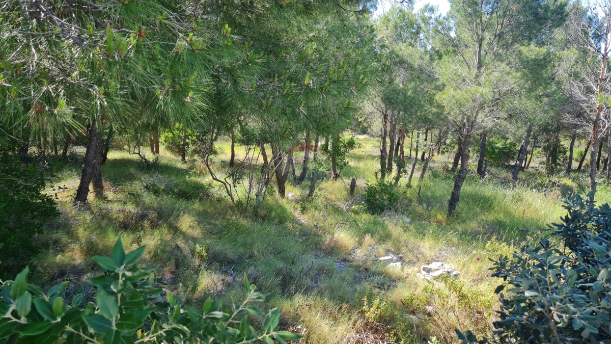 BRODARICA
