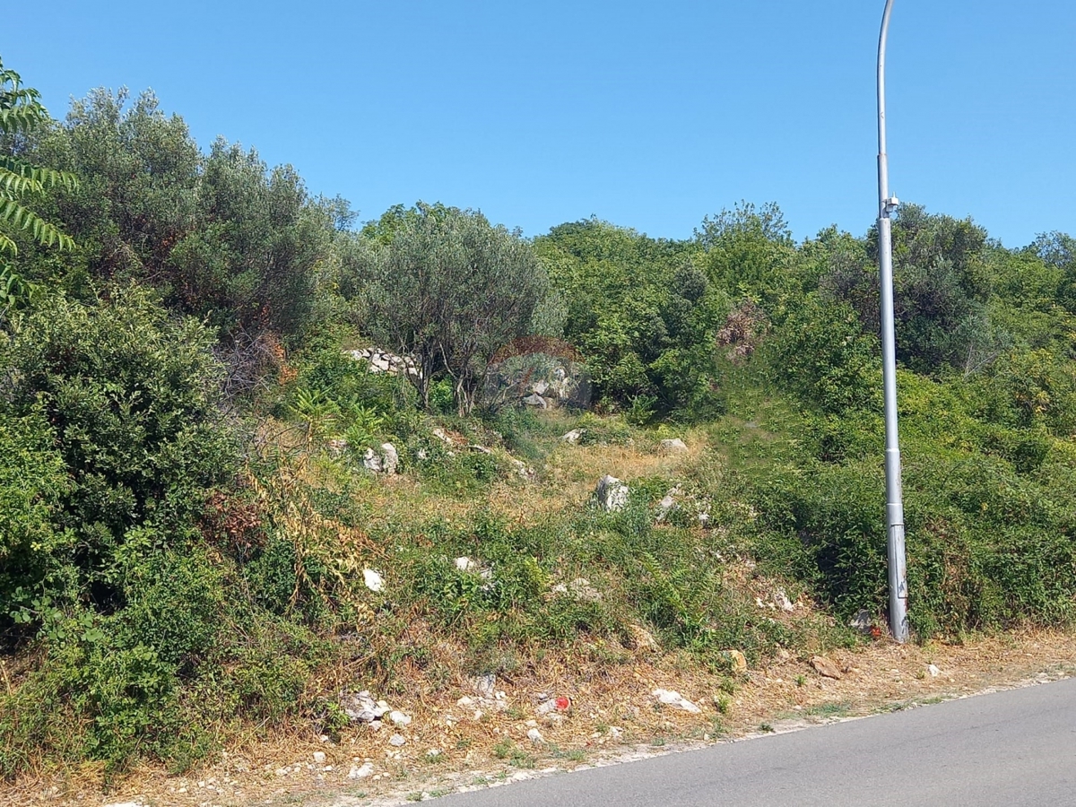 PUNAT