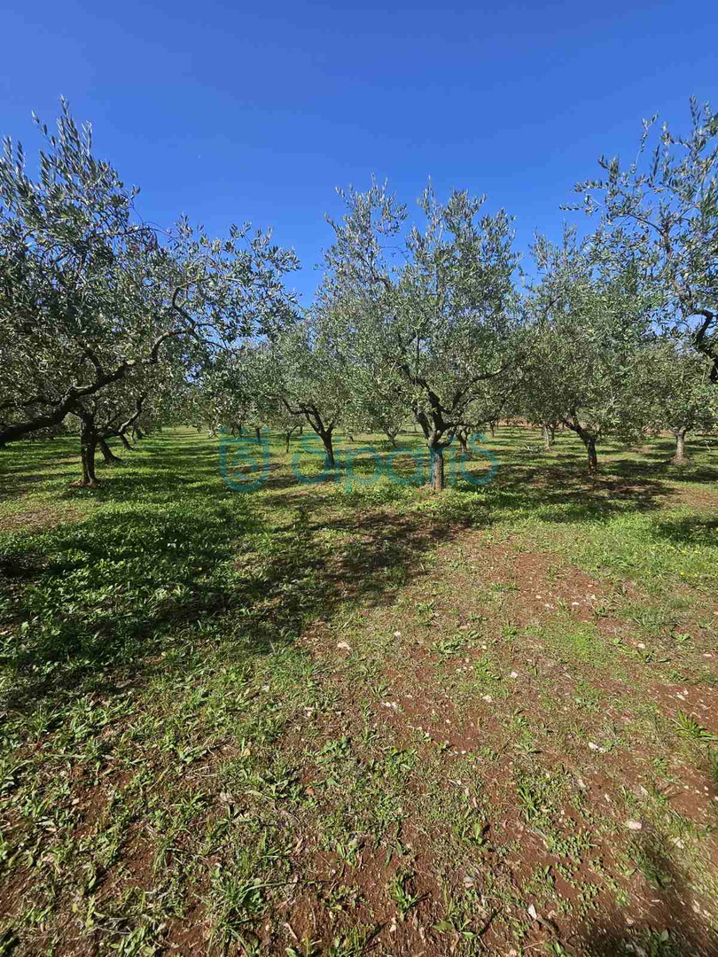 ZAMBRATIJA