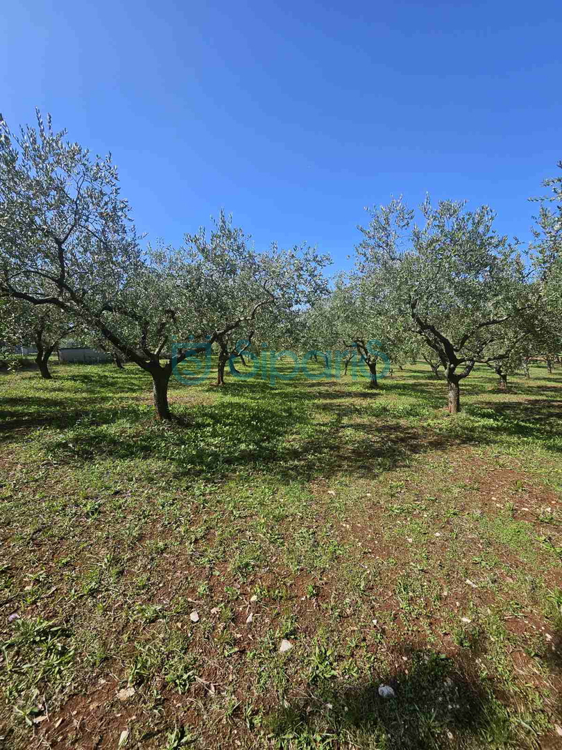 ZAMBRATIJA