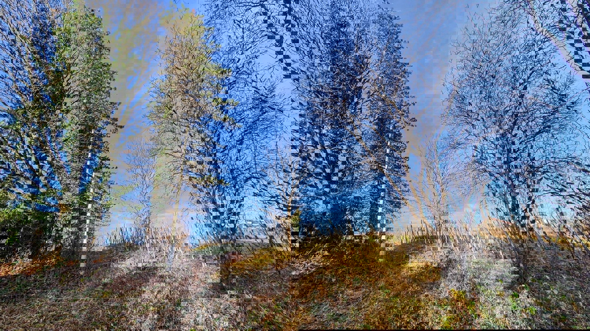 KUPINEČKI KRALJEVEC