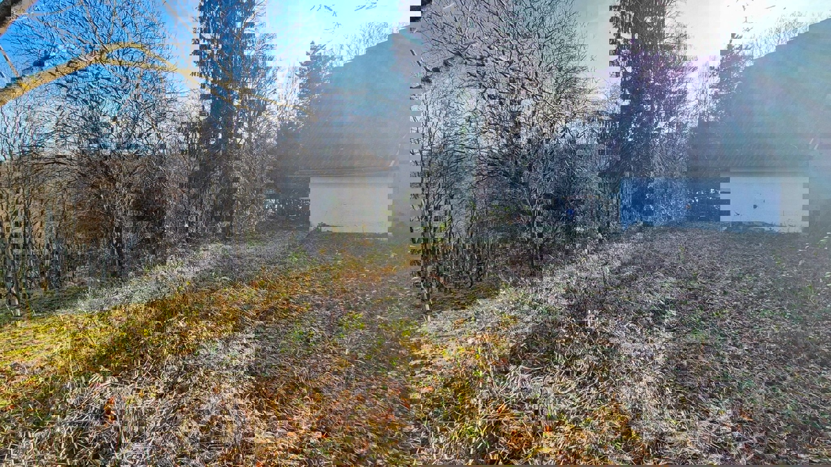 KUPINEČKI KRALJEVEC