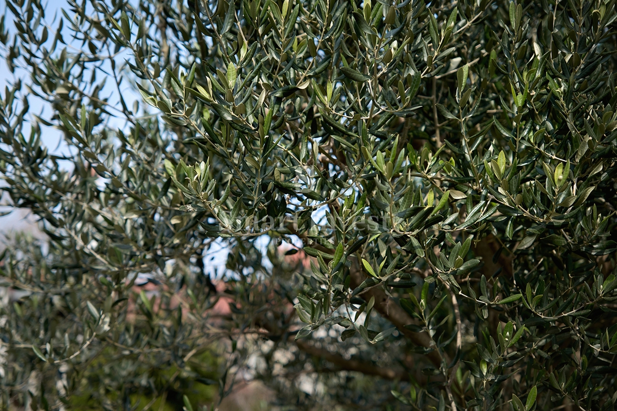 Slika nekretnine